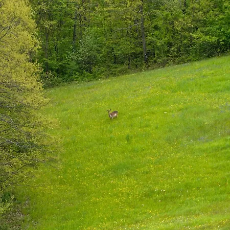 Casa Del Cervo * Сестола